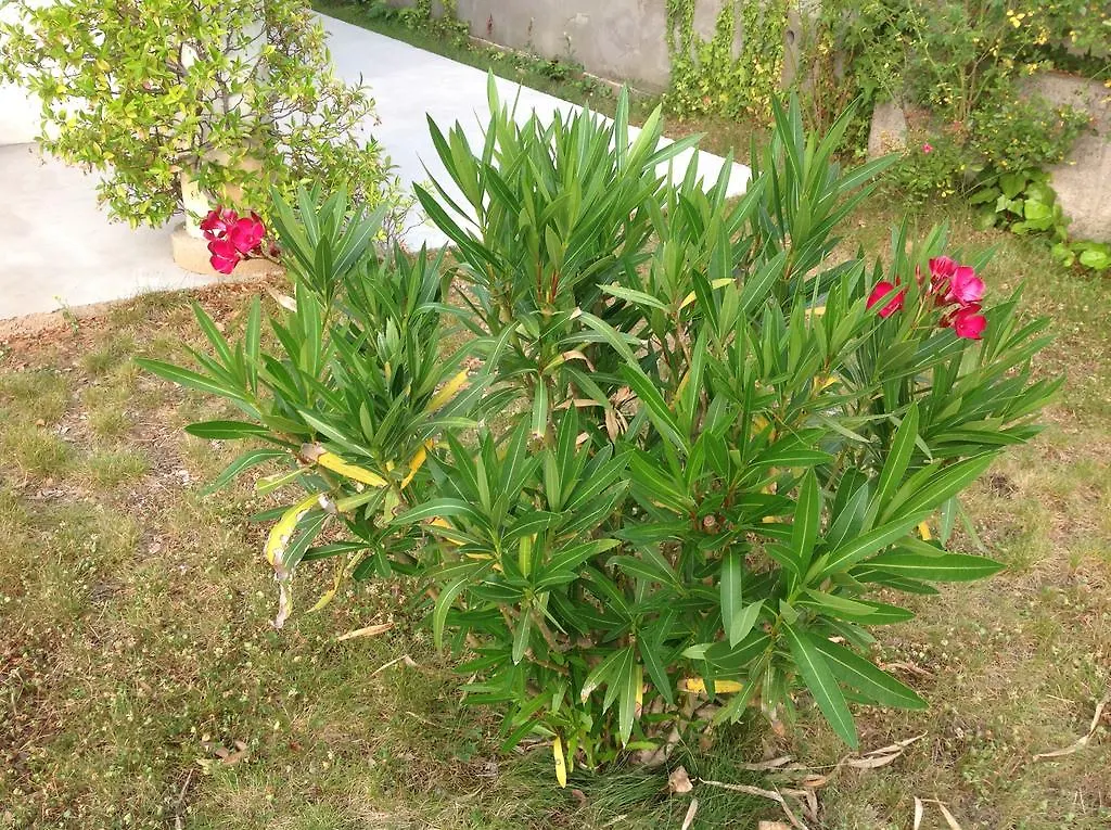 Apartment Kortina 布泽特